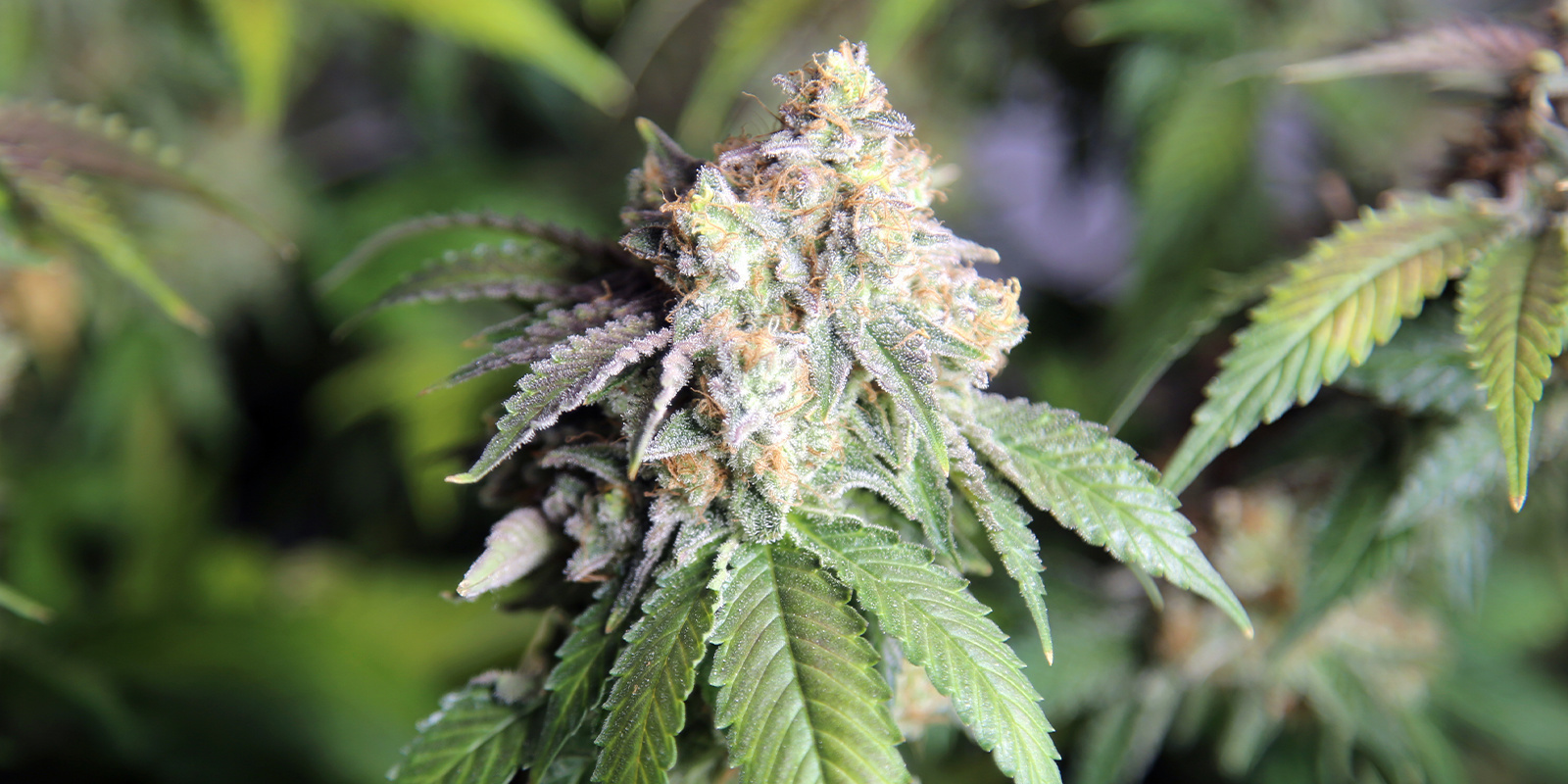 Original Auto Skunk (FastBuds) Original Auto Skunk (FastBuds)