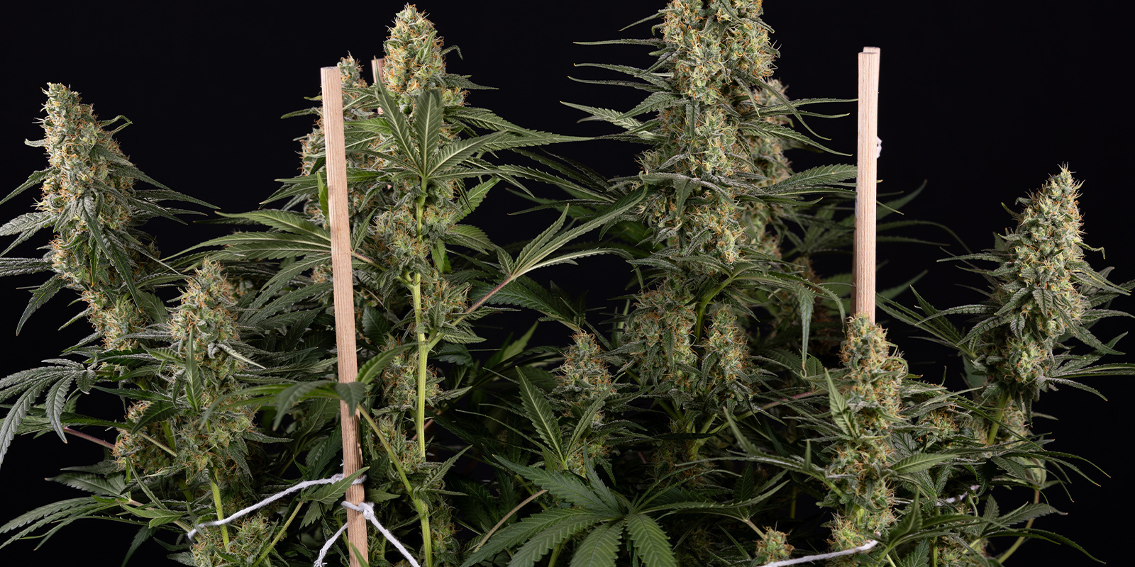 Schnell, unkompliziert und jederzeit startklar Schnell, unkompliziert und jederzeit startklar