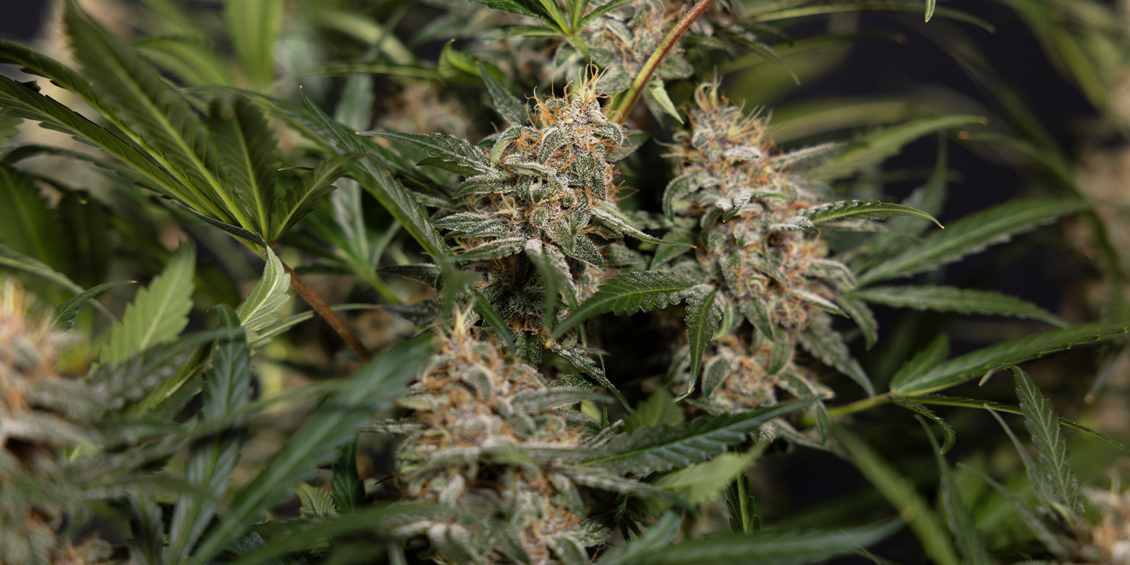 Besondere Erwähnungen Besondere Erwähnungen