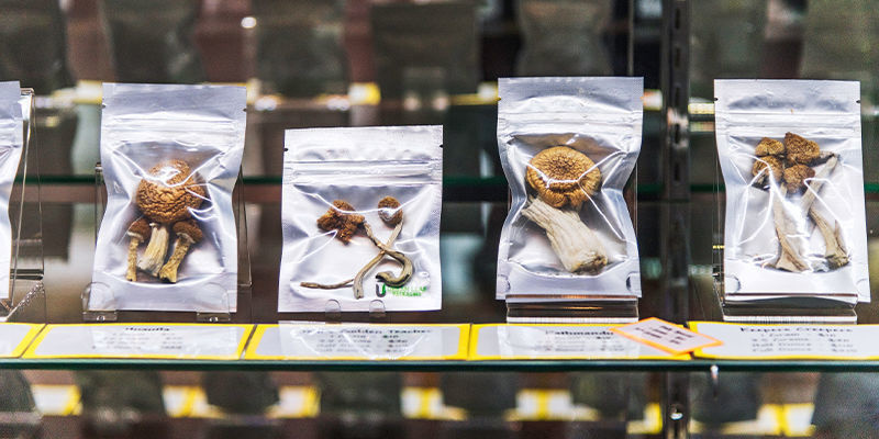 Kosten und Verfügbarkeit von frischen und getrockneten Psilocybin-Pilzen Kosten und Verfügbarkeit von frischen und getrockneten Psilocybin-Pilzen