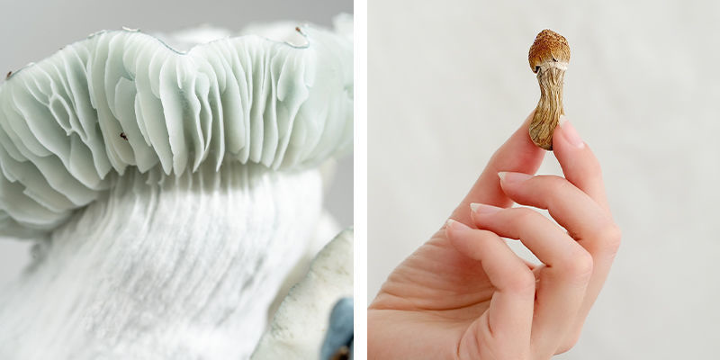 Wie unterscheiden sich der Geschmack und die Konsistenz von frischen und getrockneten Pilzen? Wie unterscheiden sich der Geschmack und die Konsistenz von frischen und getrockneten Pilzen?