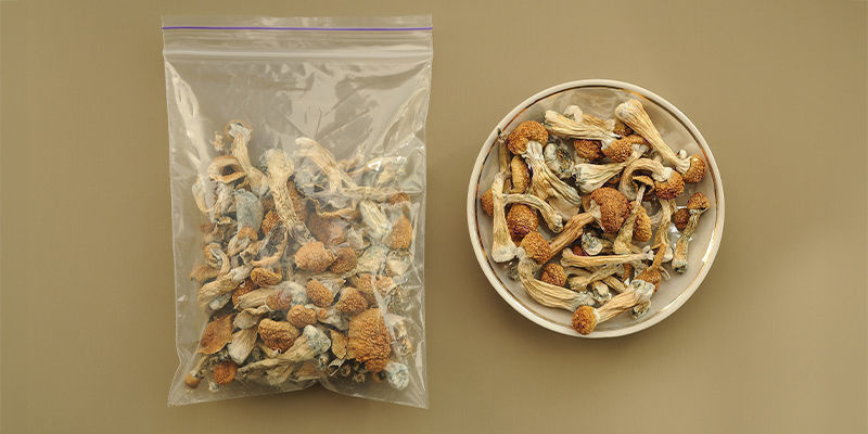 Wie lagert man frische und getrocknete Zauberpilze? Wie lagert man frische und getrocknete Zauberpilze?