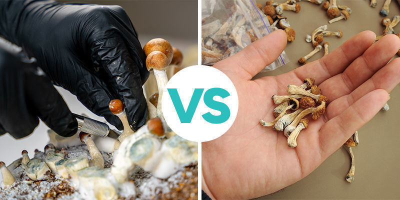 Die Grundlagen: Frische vs. getrocknete Magic Mushrooms Die Grundlagen: Frische vs. getrocknete Magic Mushrooms