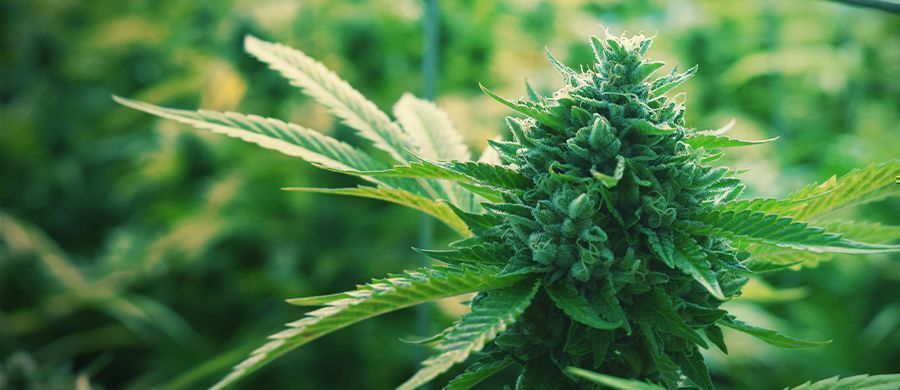 r/trees: Die Gewöhnliche Cannabis-community r/trees: Die Gewöhnliche Cannabis-community