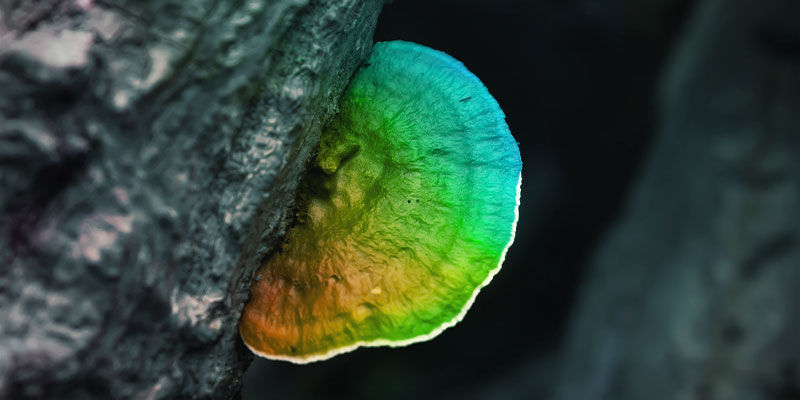 Sind Reishi-Pilze Psychedelisch? Sind Reishi-Pilze psychedelisch