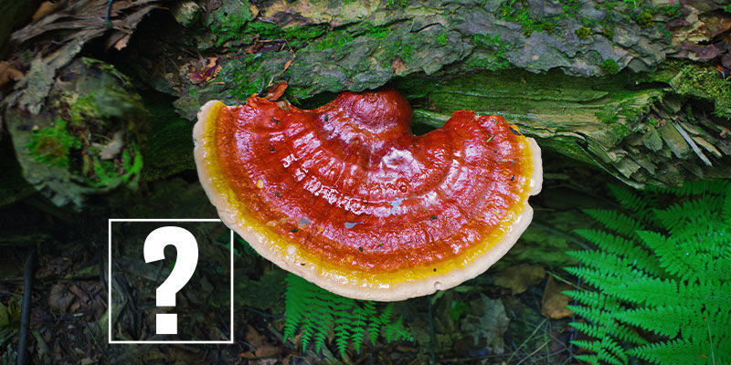 Reishi-Pilze: Sind Sie Die Aufregung Wert? Reishi-Pilze: Sind die Aufregung wert