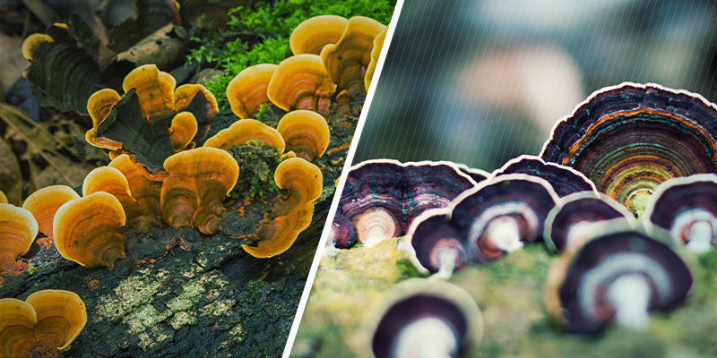 Wie Sieht Der Reishi-Pilz Aus? Wie sieht Reishi-Pilz aus