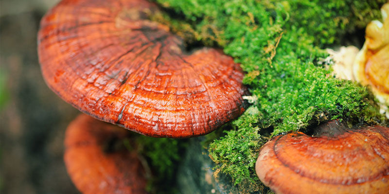Was Ist Ein Reishi-Pilz (Ganoderma Lucidum)? Was ist Reishi-Pilz (Ganoderma lucidum)