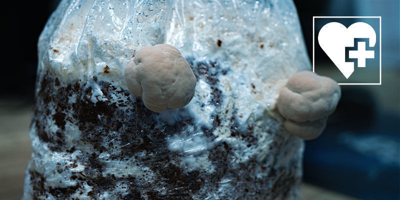 Was Sind Die Nutzen Des Löwenmähnen-Pilzes? Nutzen des Löwenmähnen-Pilzes