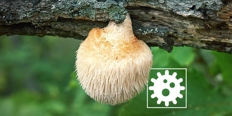 Was Sind Mögliche Nebenwirkungen Des Löwenmähnen-Pilzes? Nebenwirkungen Löwenmähnen-Pilzes