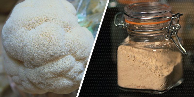 In Welchen Formen Ist Löwenmähnen-Pilz Verfügbar? Löwenmähnen-Pilz Formen