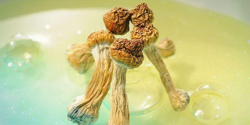 Welche Psychedelika Passen Gut Zu VR? Welche Psychedelika passen gut zu VR?