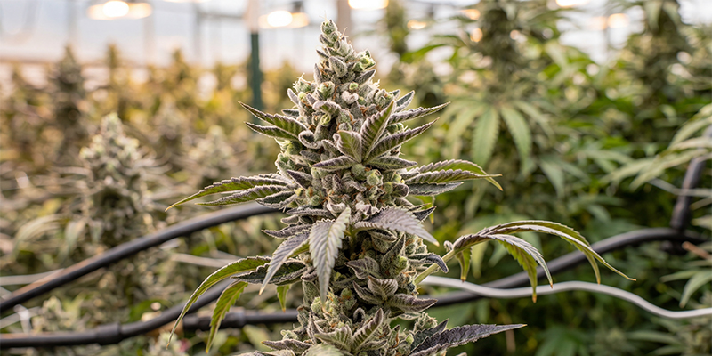 Scott's OG