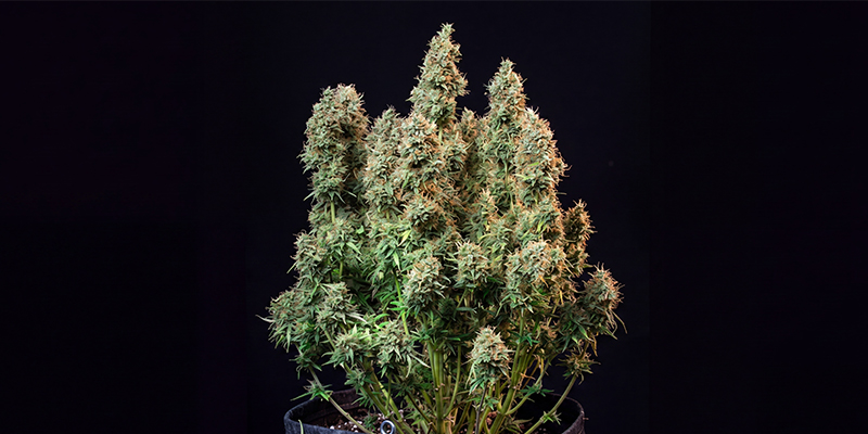 Amnesia Haze