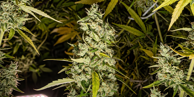Kees' old school haze
