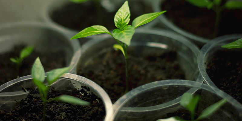 Bhut Jolokia Anbauen: Ausrüstung & Zubehör Bhut Jolokia Anbauen: Ausrüstung & Zubehör