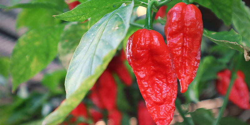 Bhut Jolokia Anbauen: Schritte Bhut Jolokia Anbauen: Schritte