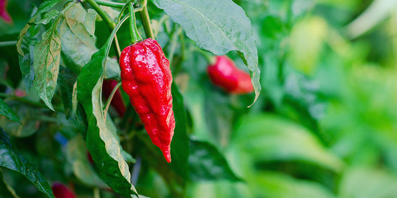 Wie Lange Dauert Das Wachstum Von Bhut Jolokia? Wie Lange Dauert Das Wachstum Von Bhut Jolokia?