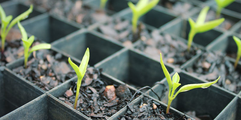 Wie Man Bhut Jolokia Anbaut Wie Man Bhut Jolokia Anbaut