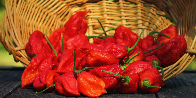 Was Ist Bhut Jolokia? Was Ist Bhut Jolokia?