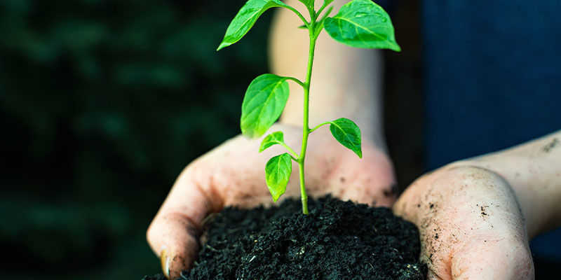 Der Anbau Von Jalapeños: Ausrüstung Und Zubehör Der Anbau Von Jalapeños: Ausrüstung Und Zubehör