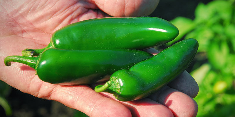 Wie Und Wann Man Jalapeños Ernten Sollte Wie Und Wann Man Jalapeños Ernten Sollte