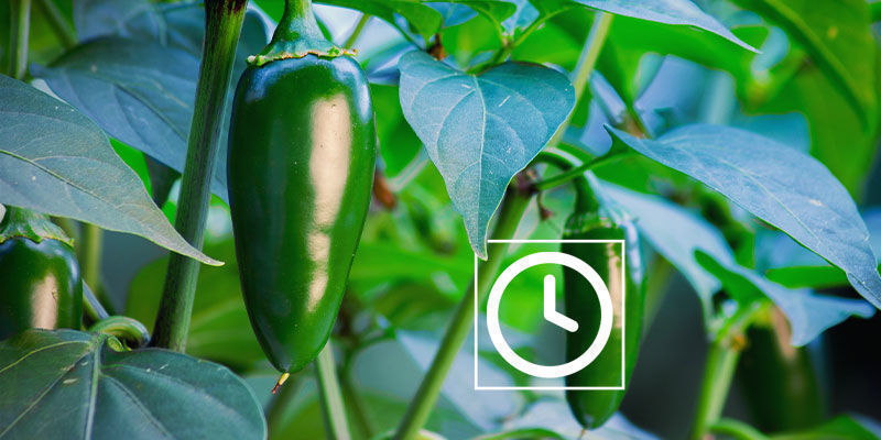 Wie Lange Brauchen Jalapeño-pflanzen Zum Wachsen? Wie Lange Brauchen Jalapeño-pflanzen Zum Wachsen?