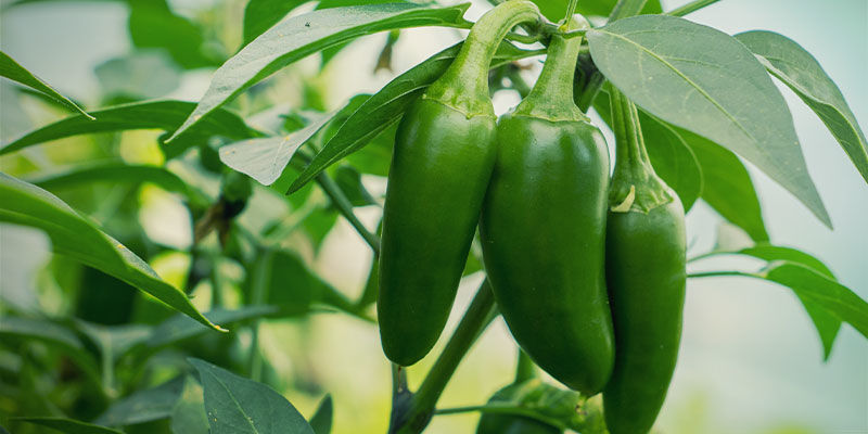 Was Sind Jalapeños? Was Sind Jalapeños?