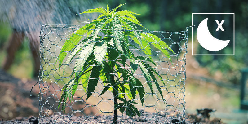 Vermeide Nächtliches Gießen Vermeide Nächtliches Gießen