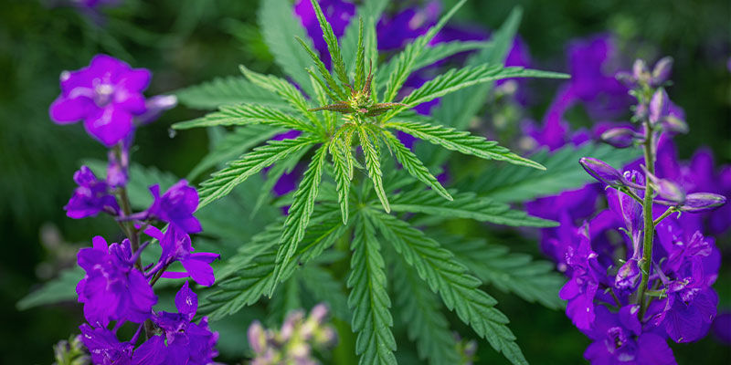 Versuche Es Mit Begleitpflanzen Versuche Es Mit Begleitpflanzen