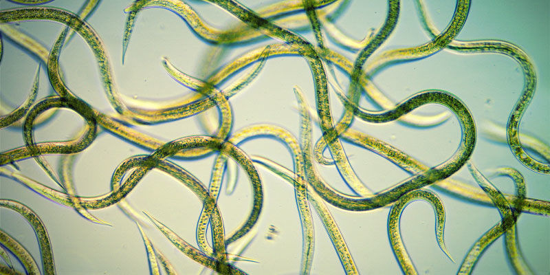 Verwendung Von Nematoden Verwendung Von Nematoden