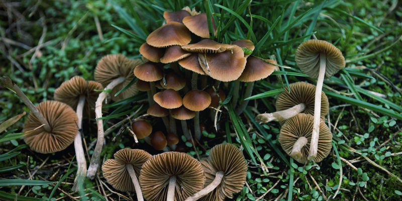 Blaufuß-Samthäubchen (Conocybe Cyanopus) Blaufuß-Samthäubchen (Conocybe Cyanopus)