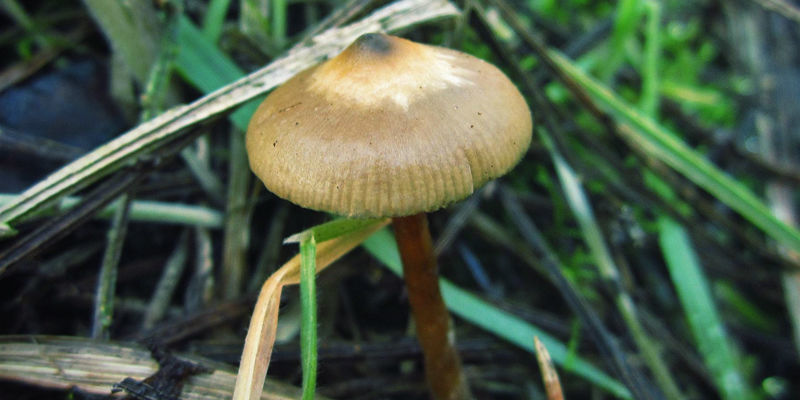 Stattlicher Kahlkopf (Psilocybe Azurescens) Stattlicher Kahlkopf (Psilocybe Azurescens)