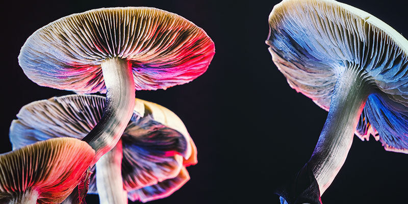 Kubanischer Kahlkopf (Psilocybe Cubensis) Kubanischer Kahlkopf (Psilocybe Cubensis)