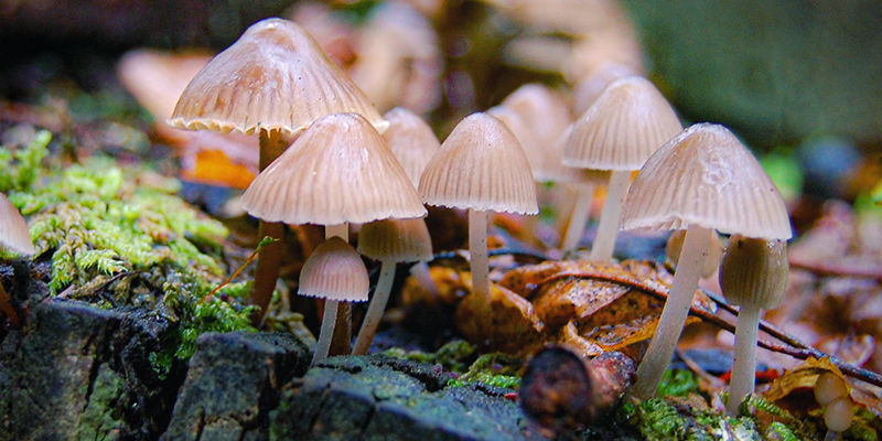 Spitzkegeliger Kahlkopf (Psilocybe Semilanceata) Spitzkegeliger Kahlkopf (Psilocybe Semilanceata)