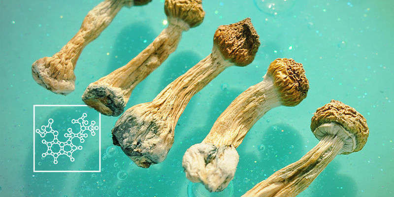 Die Wirkstoffe In Magic Mushrooms Die Wirkstoffe In Magic Mushrooms