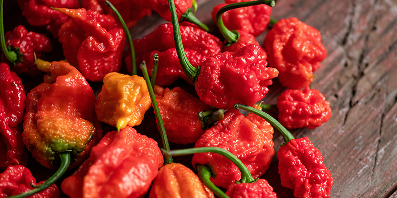 7 Pot Barrackpore: 1,3 Mio SHU 7 Pot Barrackpore: 1,3 Mio SHU