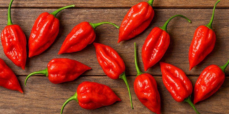 Komodo Dragon: 2,2 Mio SHU Komodo Dragon: 2,2 Mio SHU