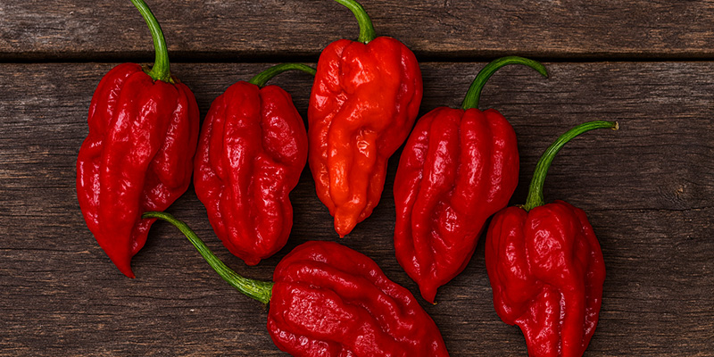 Dorset Naga: 1,59 Mio SHU Dorset Naga: 1,59 Mio SHU