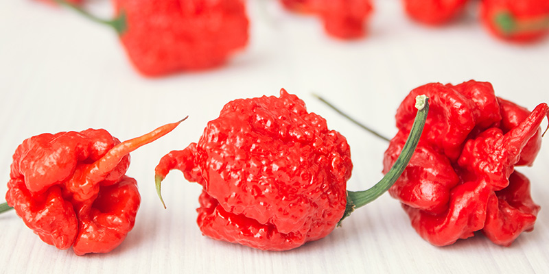 Trinidad Moruga Scorpion: 2 Mio SHU Trinidad Moruga Scorpion: 2 Mio SHU