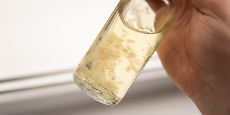 Mit eigener Flüssigkultur zur erfolgreichen Pilzzucht Mit eigener Flüssigkultur zur erfolgreichen Pilzzucht