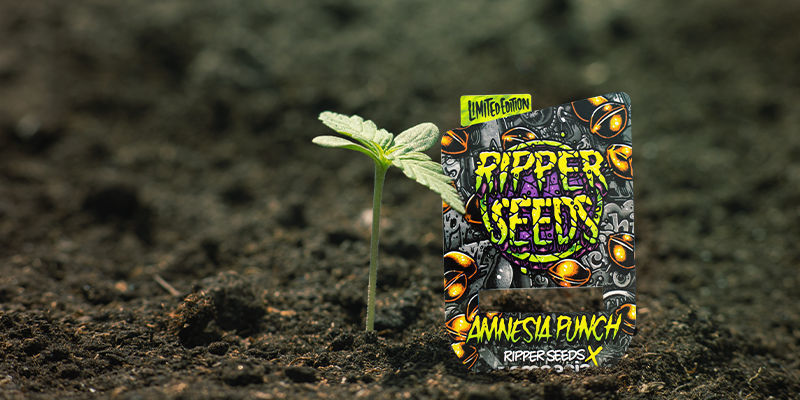 Amnesia Punch Anbauen Amnesia Punch Anbauen