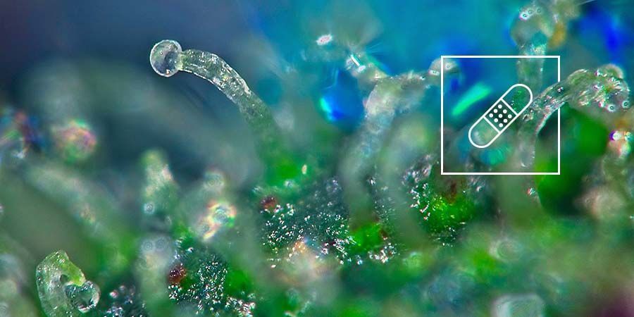 Cannabinoid-Gehalt Cannabinoid-Gehalt