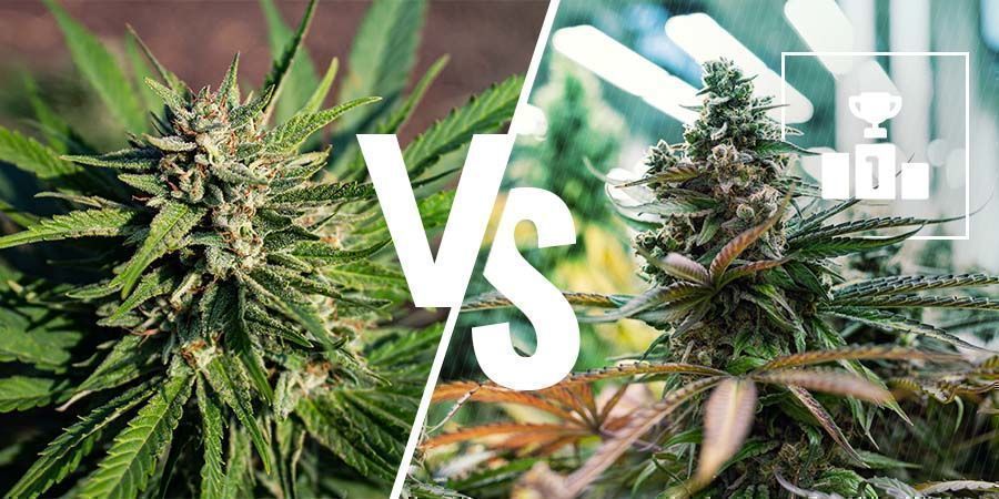 Was Ist Besser: Medizinisches Oder Freizeitcannabis? Was ist besser: medizinisches oder Freizeitcannabis?