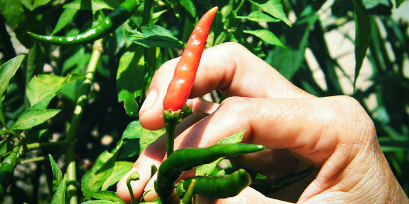 Wie Erntet Man Chilis Richtig? Wie erntet man Chilis richtig?