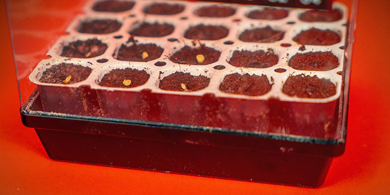 Chilisamen In Erde Keimen Chilisamen in Erde keimen