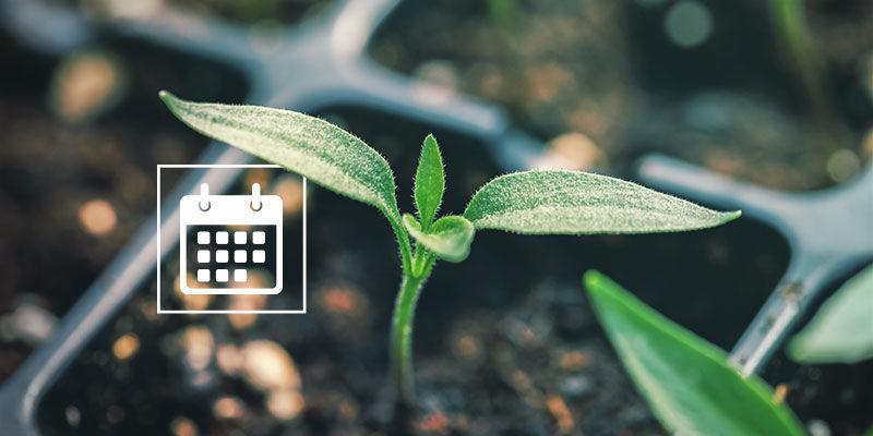 Wann Sollte Man Mit Dem Keimen Von Chilisamen Beginnen? Wann sollte man mit dem Keimen von Chilisamen beginnen?