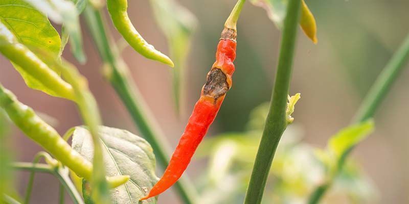 Anthraknose Anthraknose