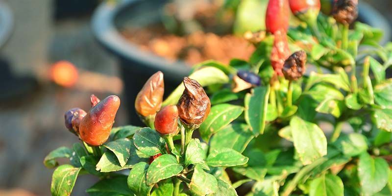 Bakterielle Weichfäule Bakterielle Weichfäule