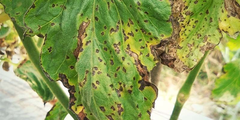 Blattflecken (Bakterienfruchtflecken) Blattflecken (Bakterienfruchtflecken)